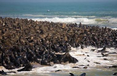 Seal Colony 